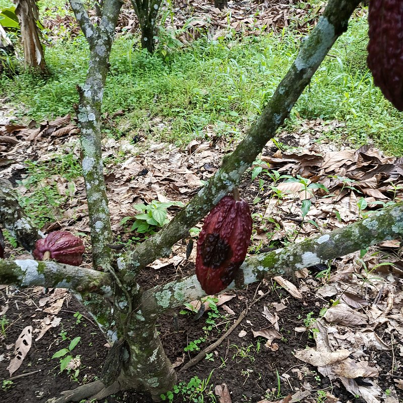 HSAT transforms crop disease detection with groundbreaking AI technology